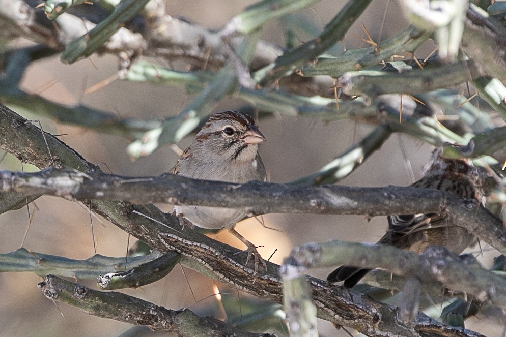 Rufous-winged Sparrow - Neil Hayward