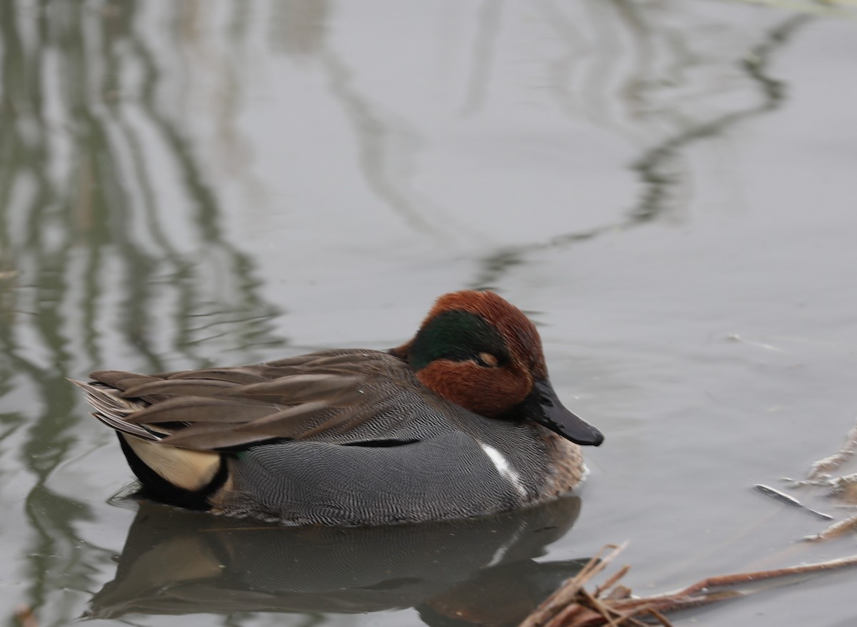 Green-winged Teal - ML508775671