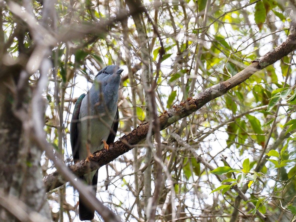 Cuckoo-roller - ML508780821