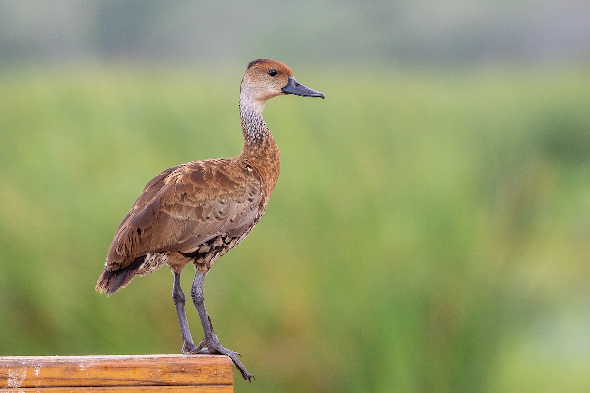 West Indian Whistling-Duck - ML508781991