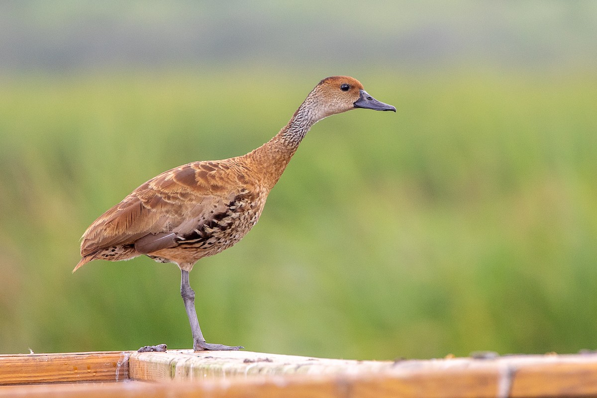 West Indian Whistling-Duck - ML508782021