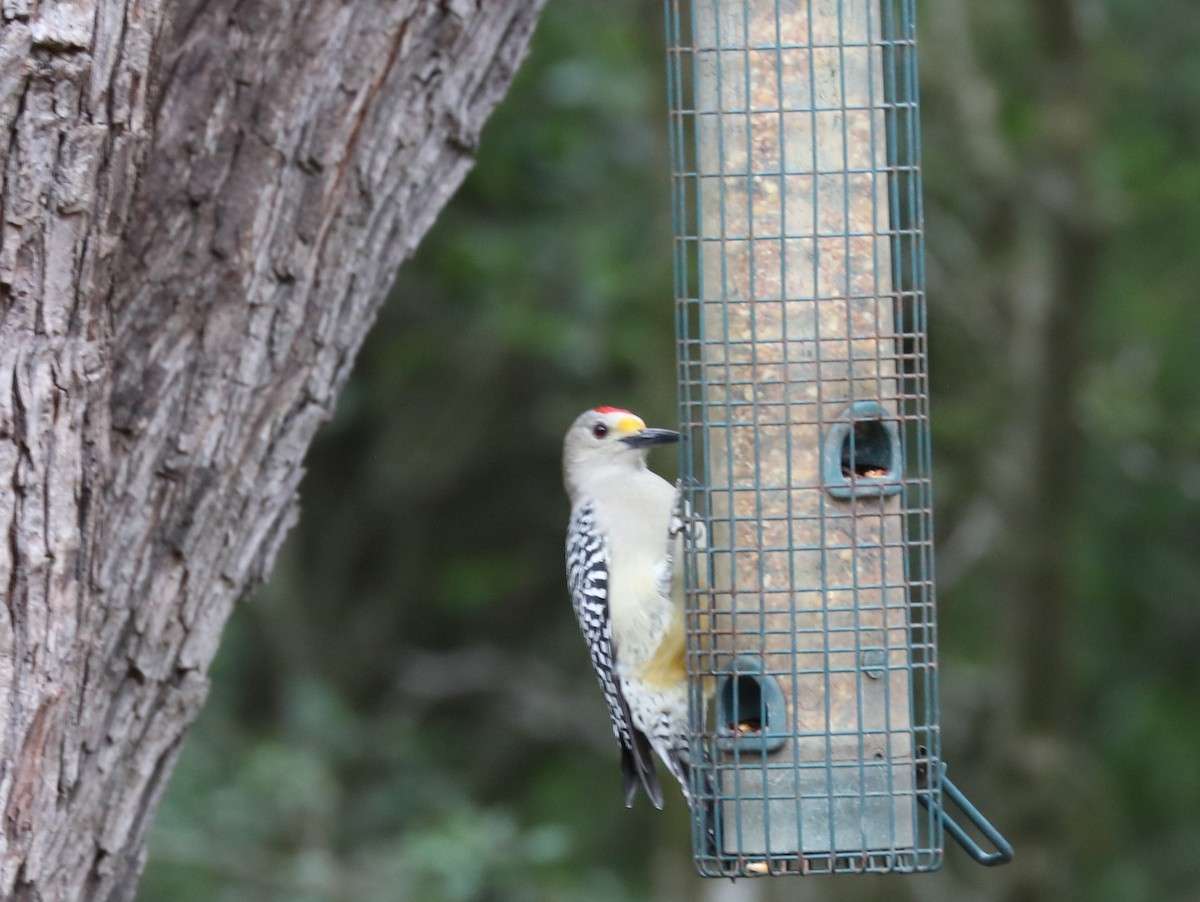 Golden-fronted Woodpecker - ML508782591