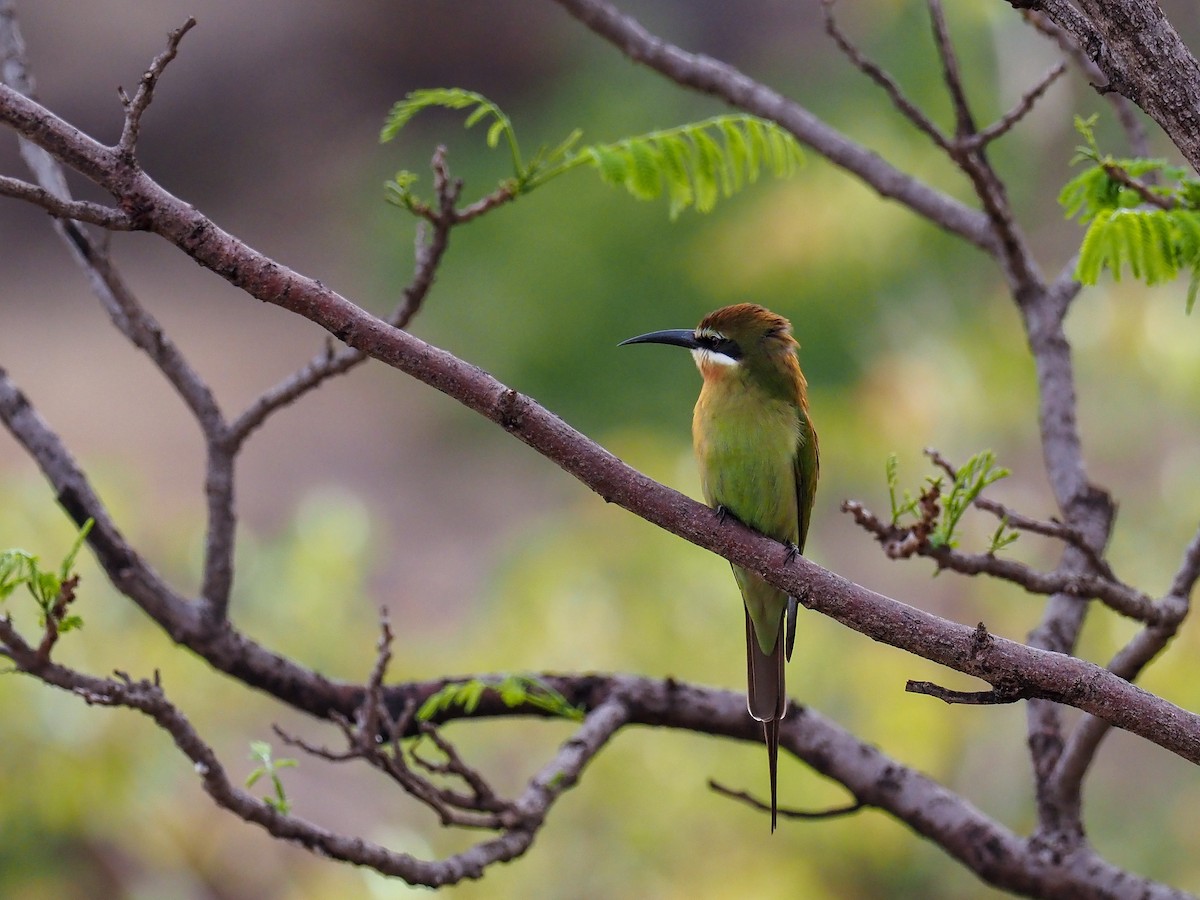 Madagascar Bee-eater - ML508784081