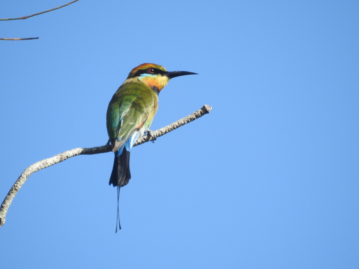 Rainbow Bee-eater - ML50878461