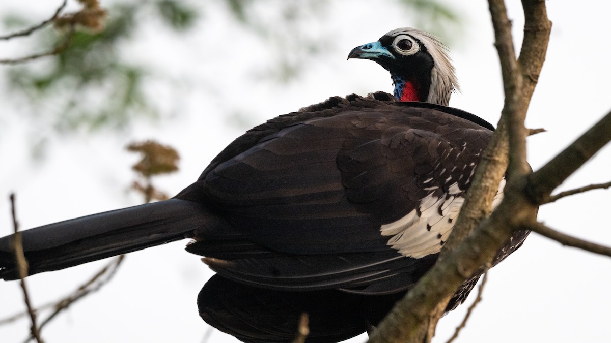 Black-fronted Piping-Guan - ML508786281