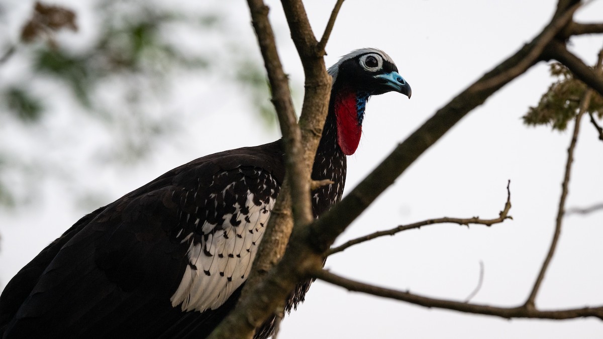 Black-fronted Piping-Guan - ML508786301