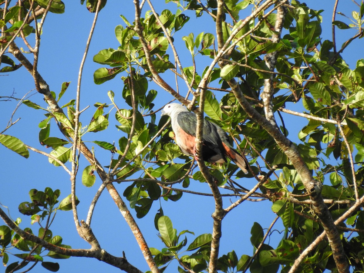 Micronesian Imperial-Pigeon - ML50878651
