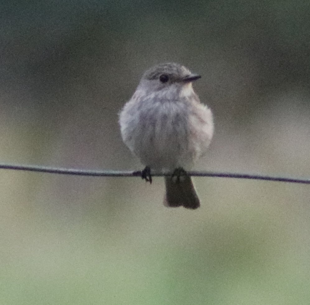 Spotted Flycatcher - Nyreen Roberts