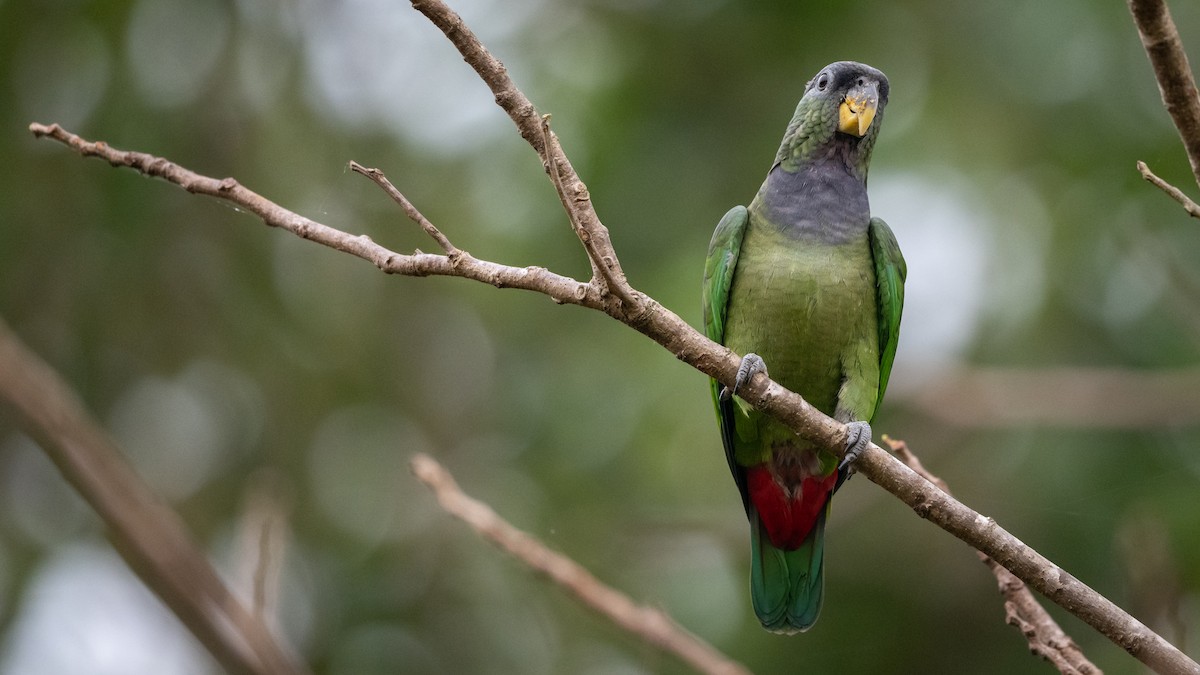 Scaly-headed Parrot - ML508787211
