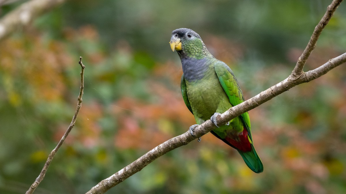 Scaly-headed Parrot - ML508787221
