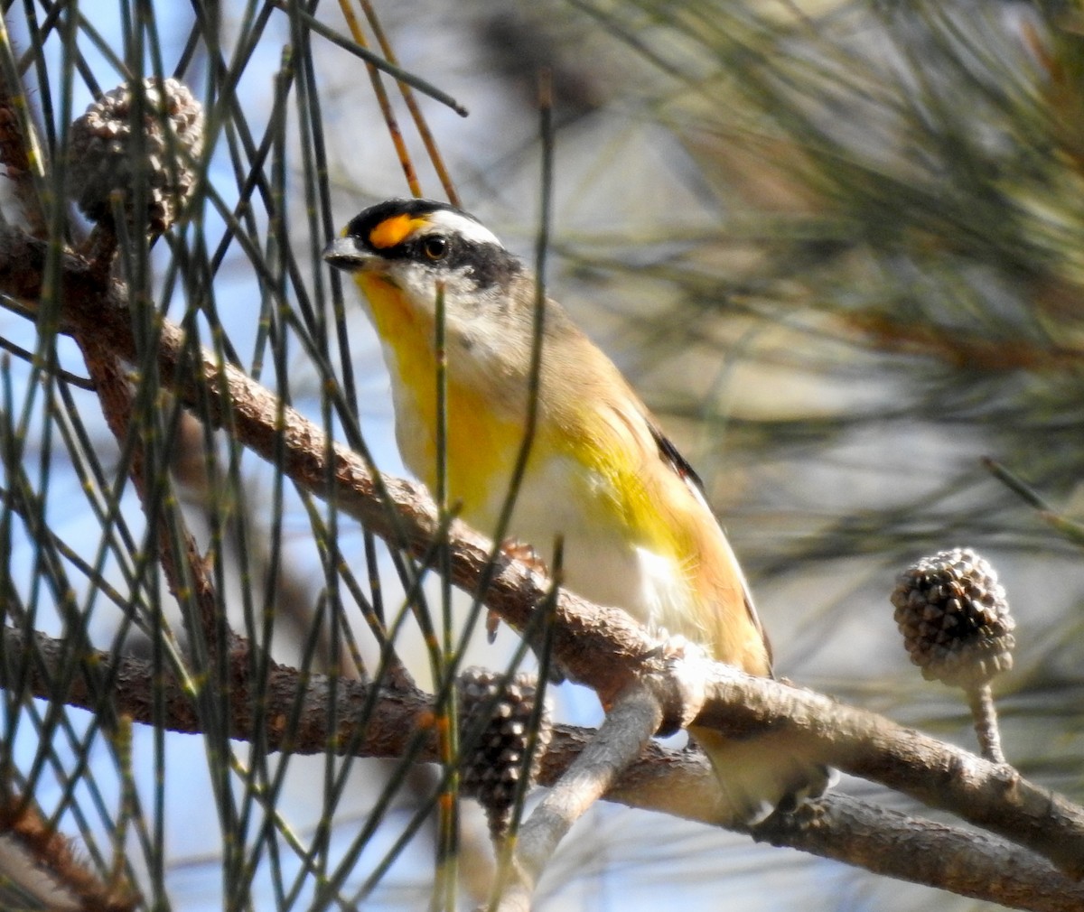 Striated Pardalote - Michael Daley