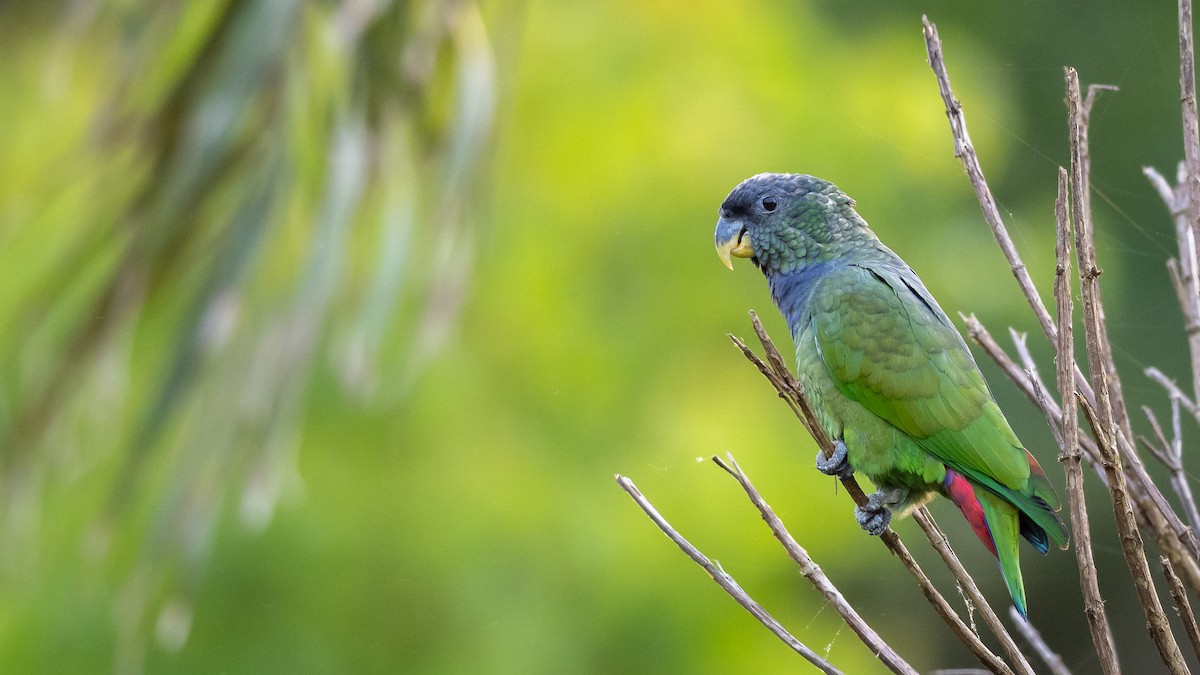 Scaly-headed Parrot - ML508790651