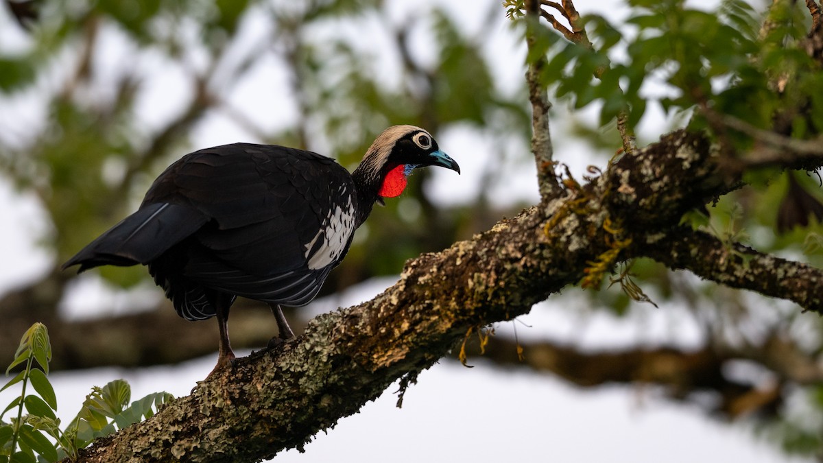 Black-fronted Piping-Guan - ML508790741