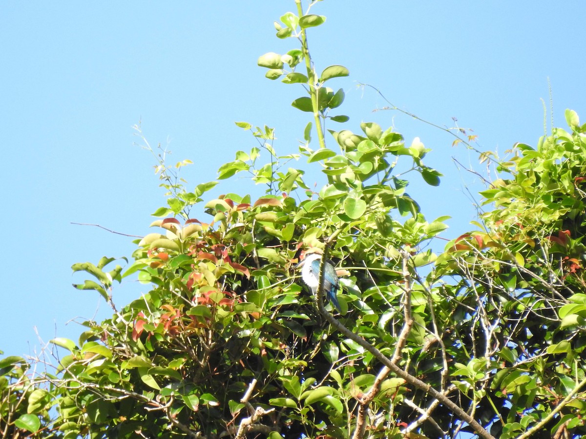 Palau Kingfisher - ML50879201