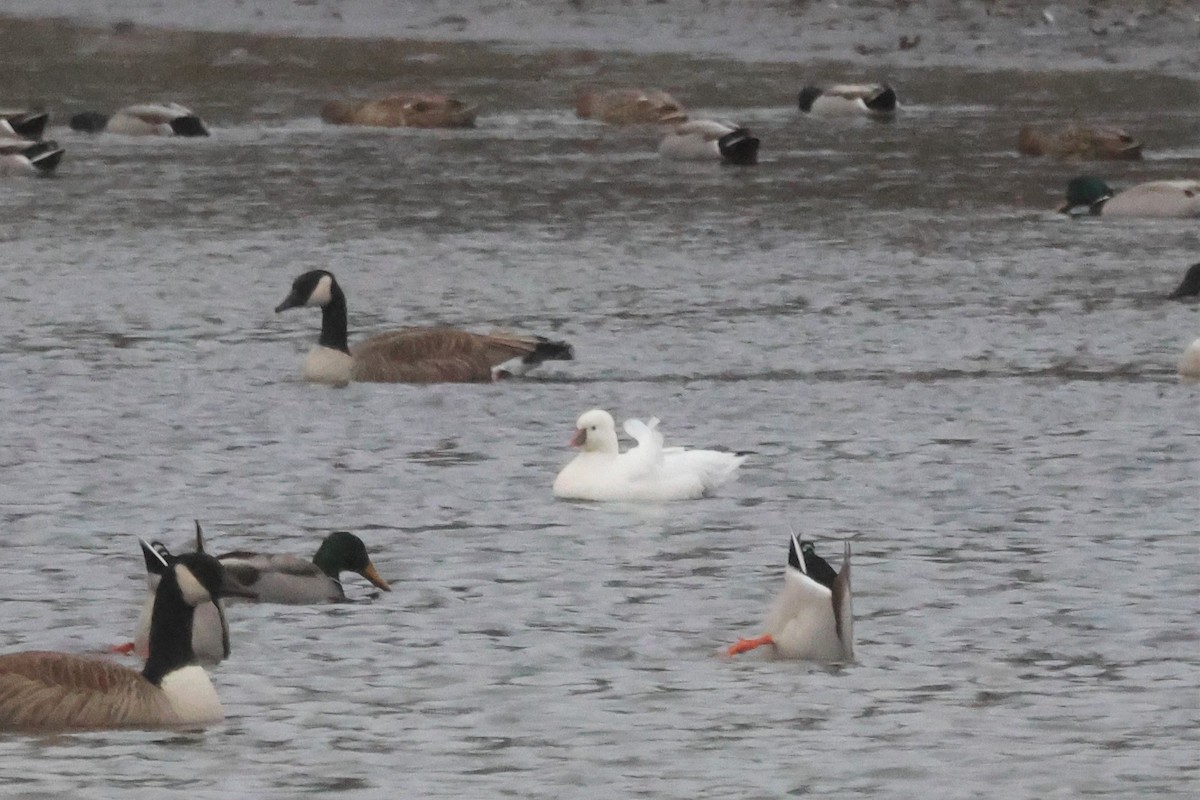 eBird Checklist 30 Nov 2022 Rochester WTP (CLOSED ON WEEKENDS
