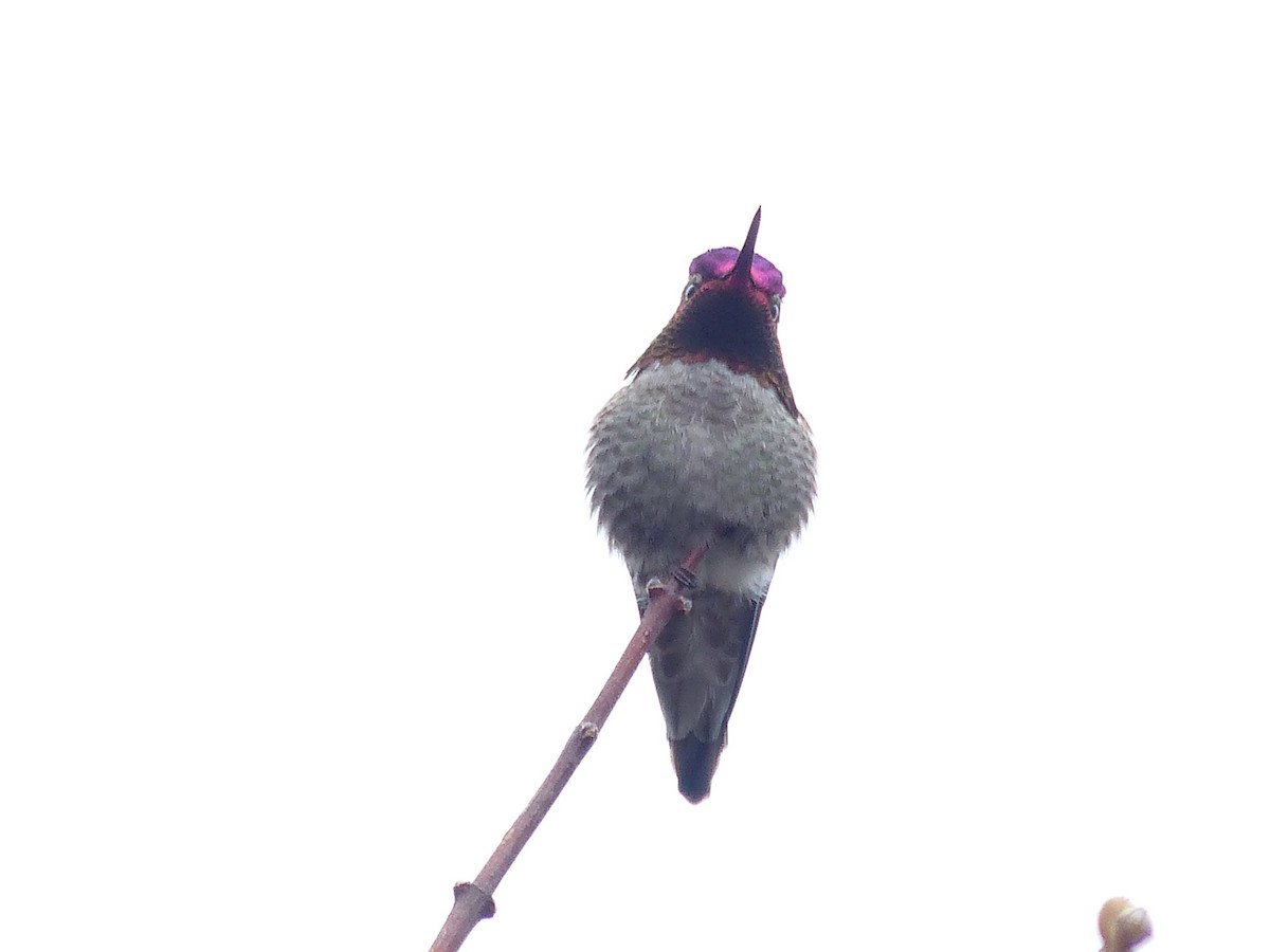 Anna's Hummingbird - ML50879491