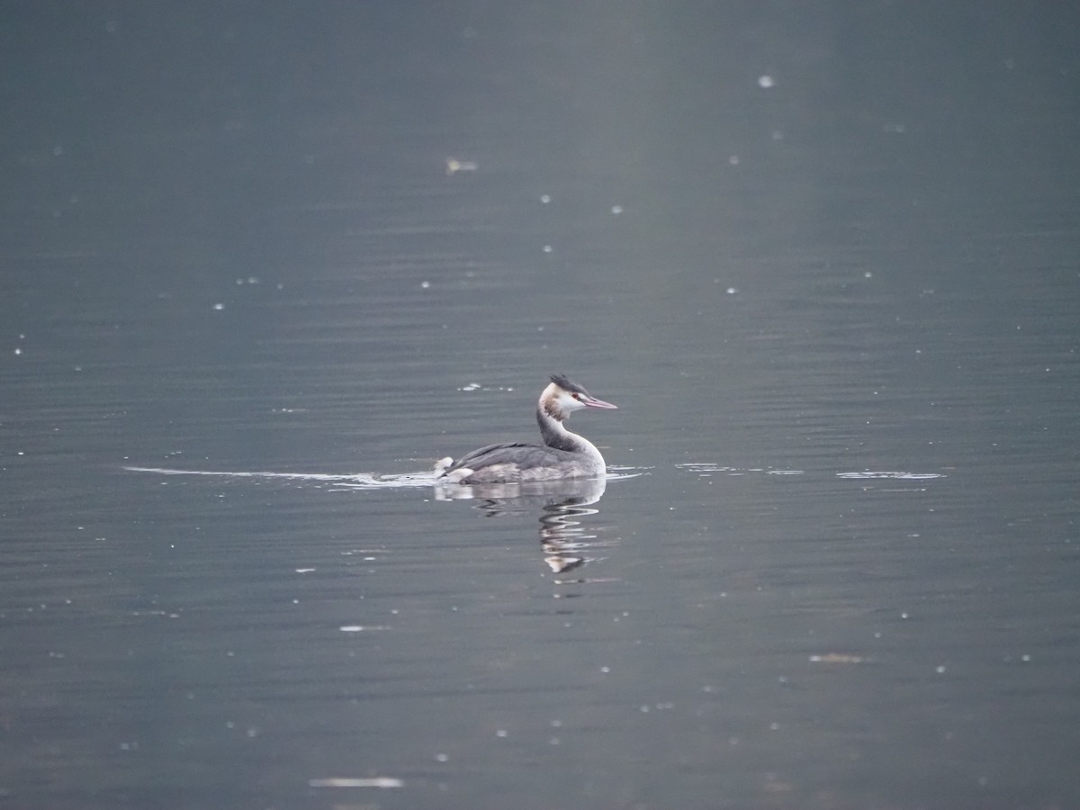 Great Crested Grebe - ML508799331