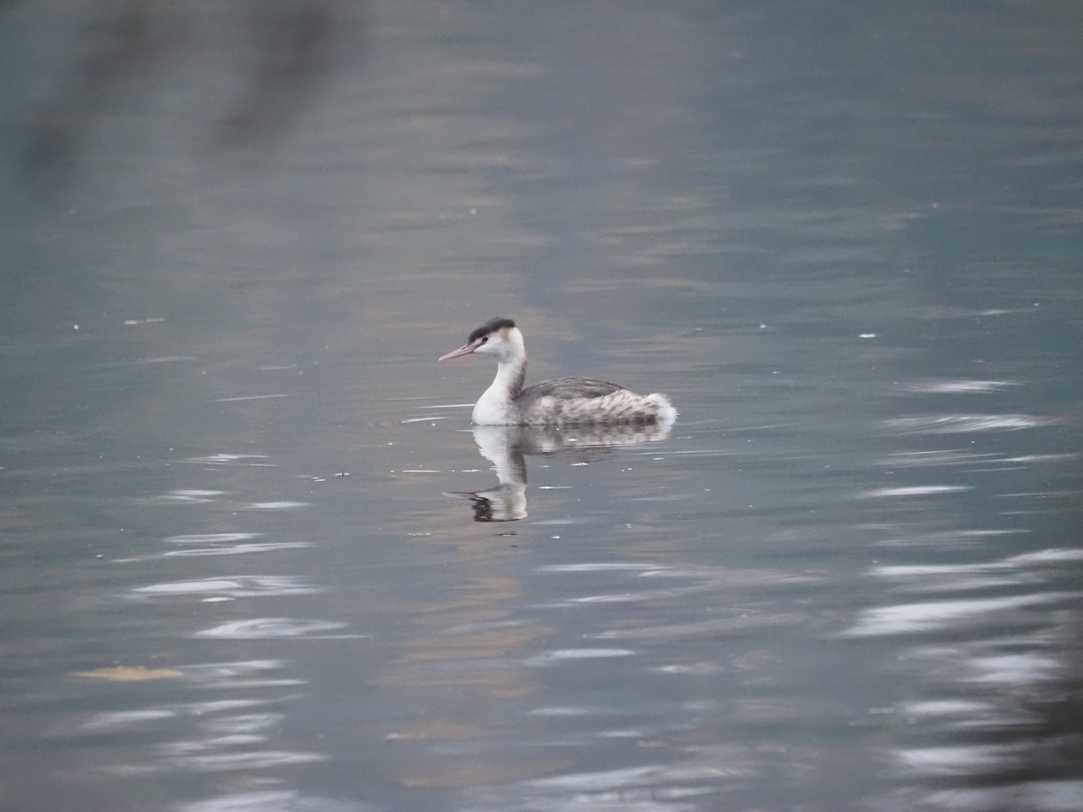 Great Crested Grebe - ML508799351