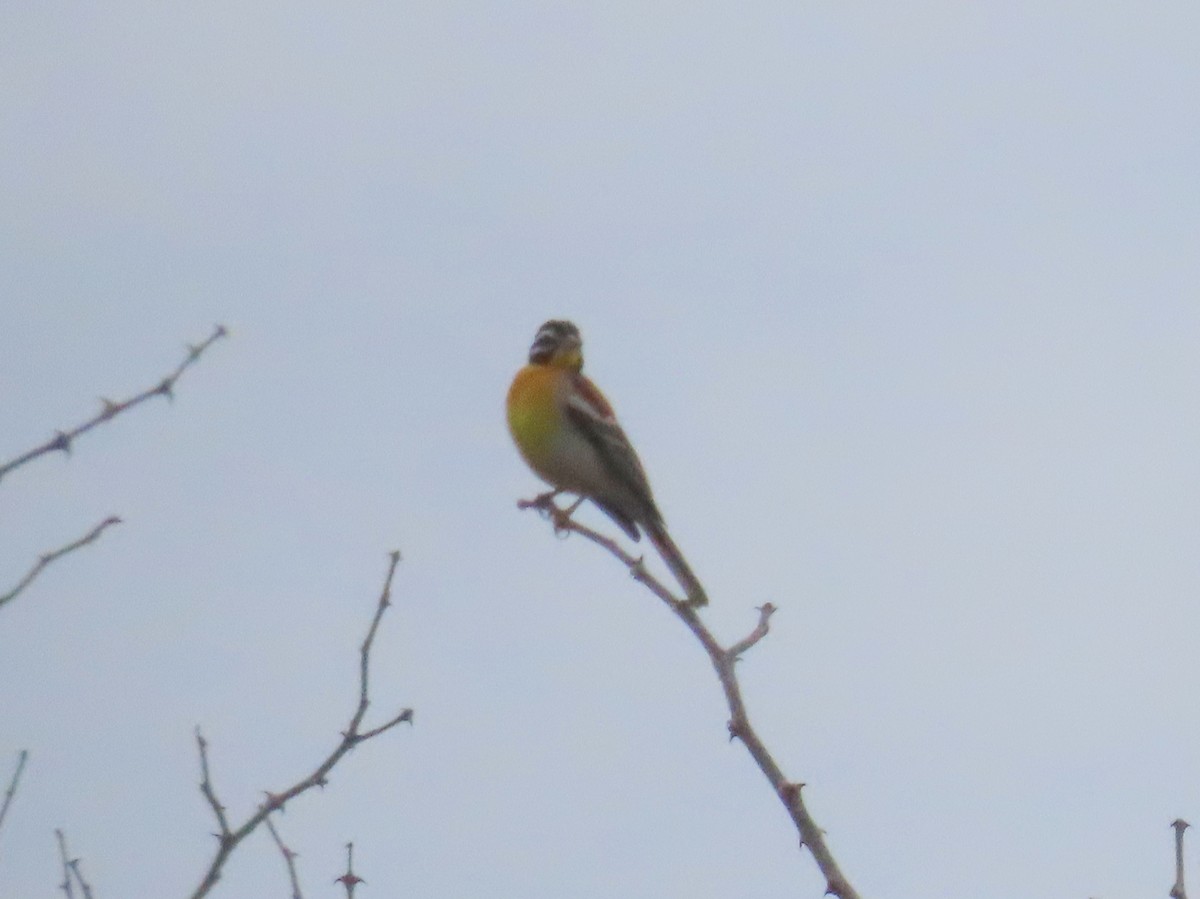 Golden-breasted Bunting - ML508799461