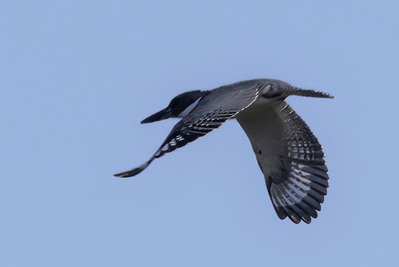 Belted Kingfisher - ML508799481