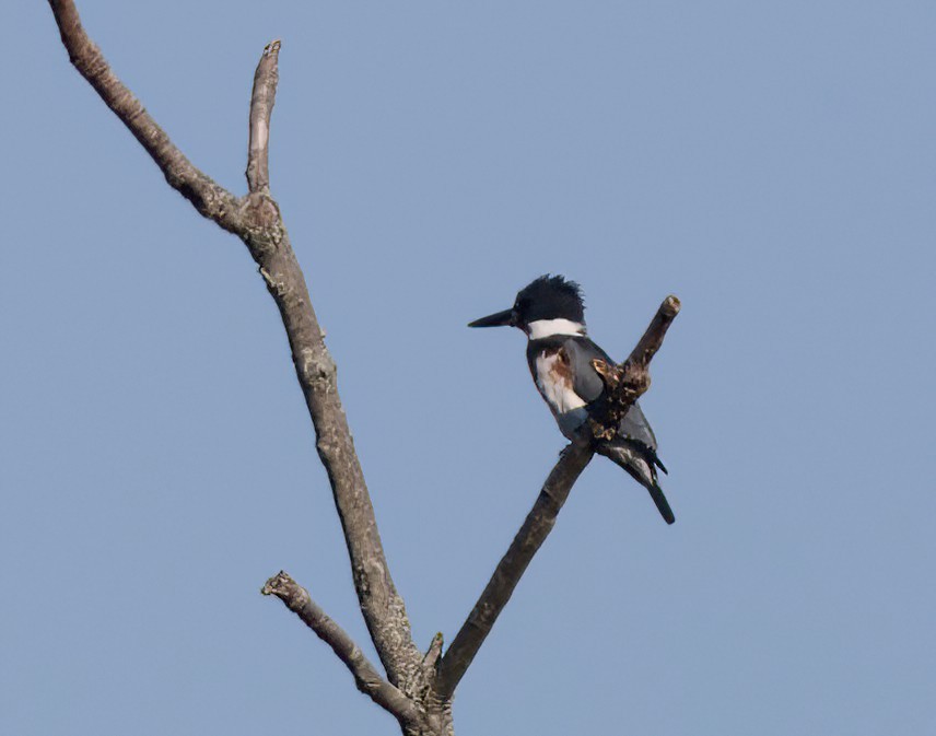 Belted Kingfisher - ML508799491