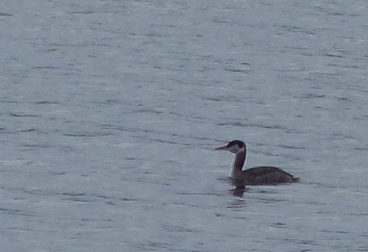 Red-necked Grebe - ML50880041
