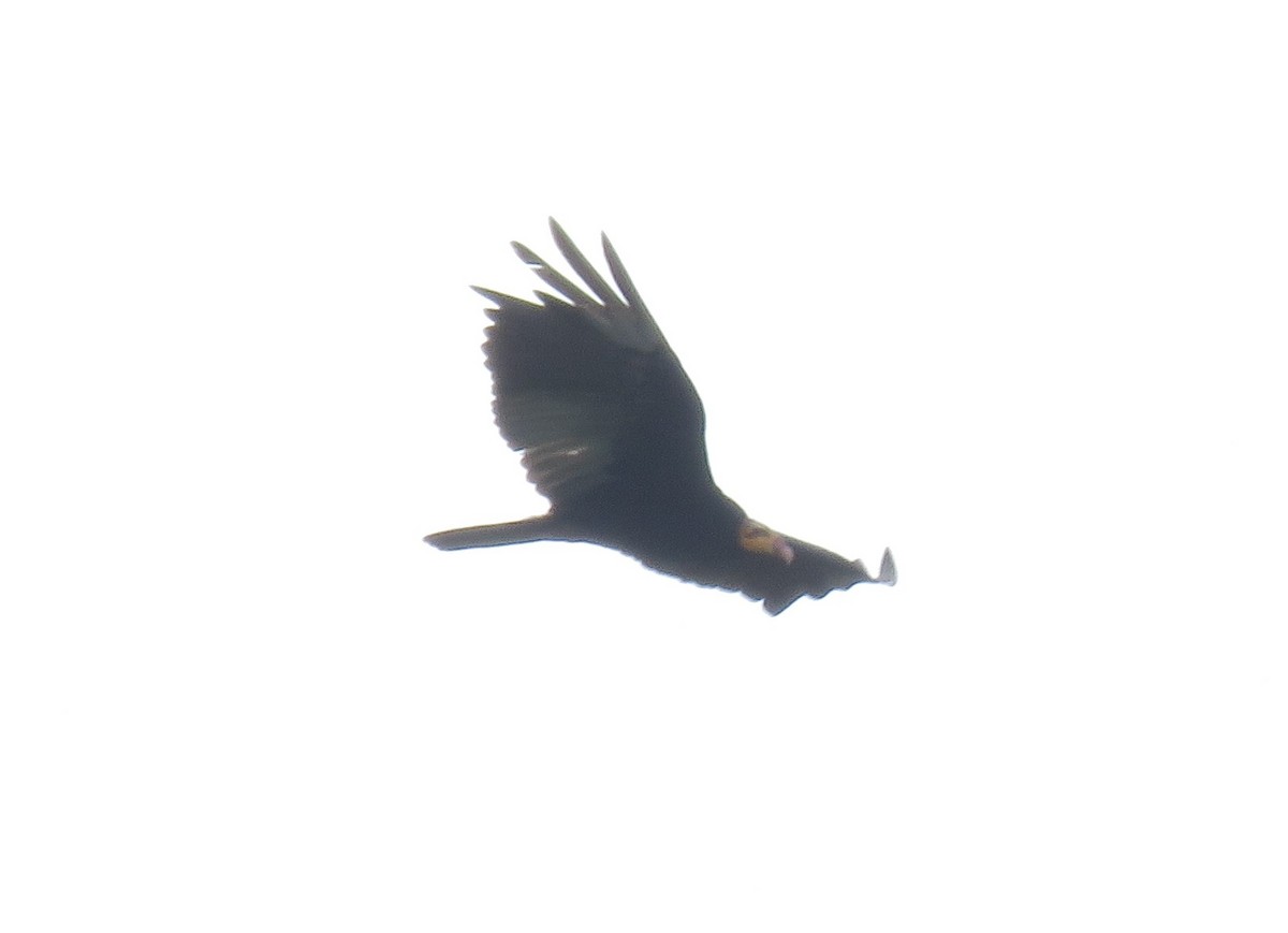Greater Yellow-headed Vulture - ML508801761