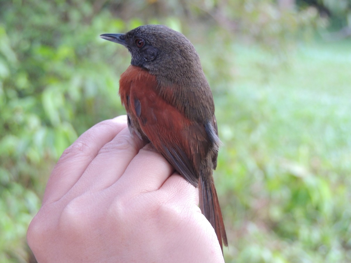 Rufous-breasted Spinetail - ML50880691