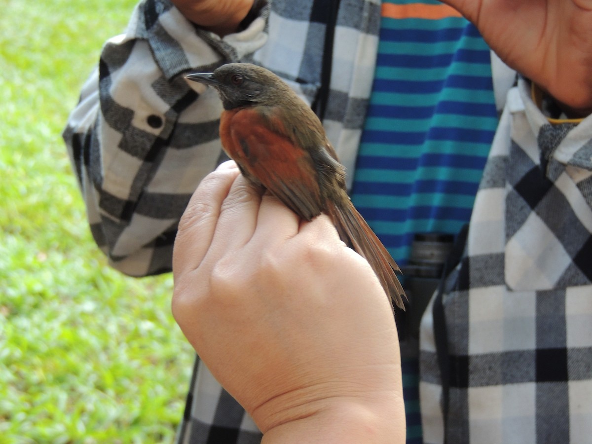Rufous-breasted Spinetail - ML50880701