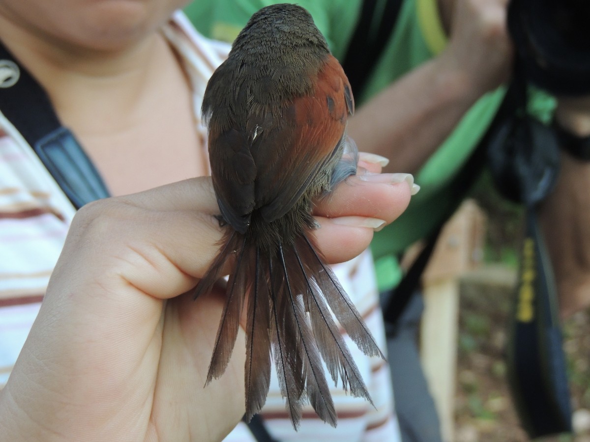 Rufous-breasted Spinetail - ML50880731