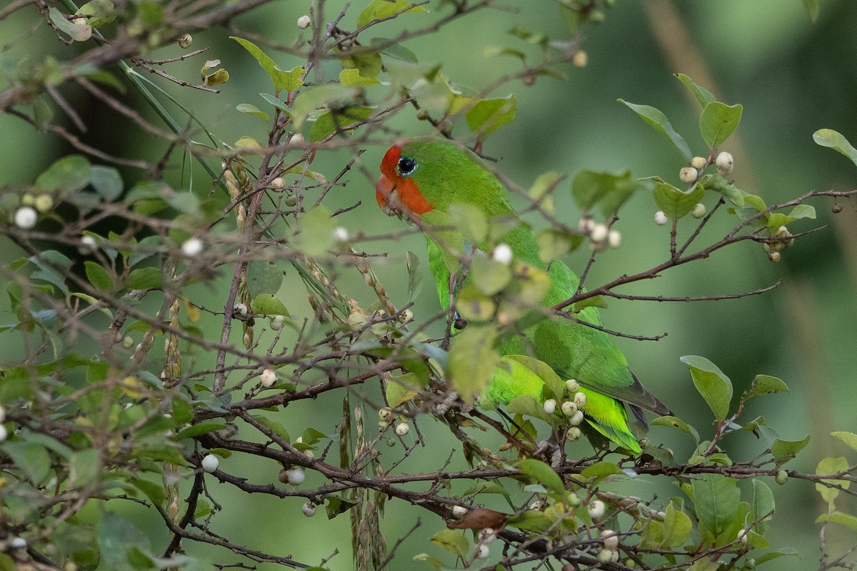 Red-headed Lovebird - ML508807951
