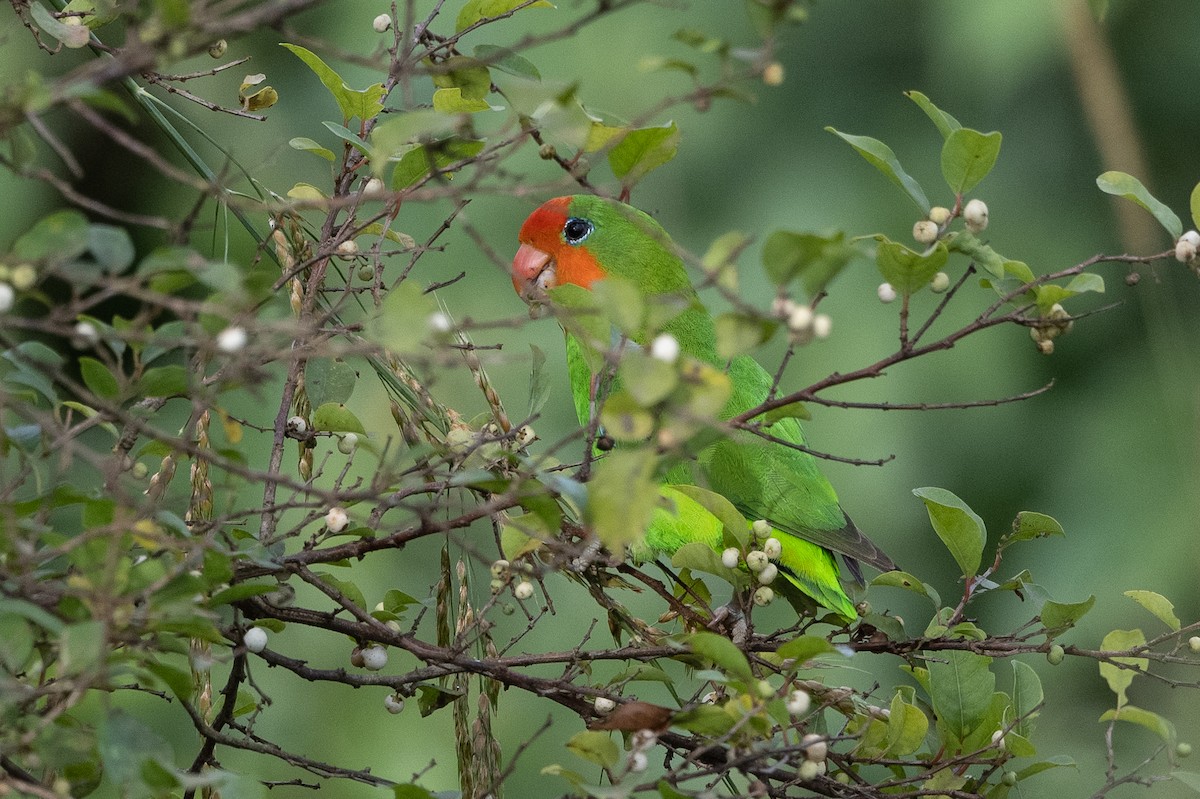 Red-headed Lovebird - ML508807981