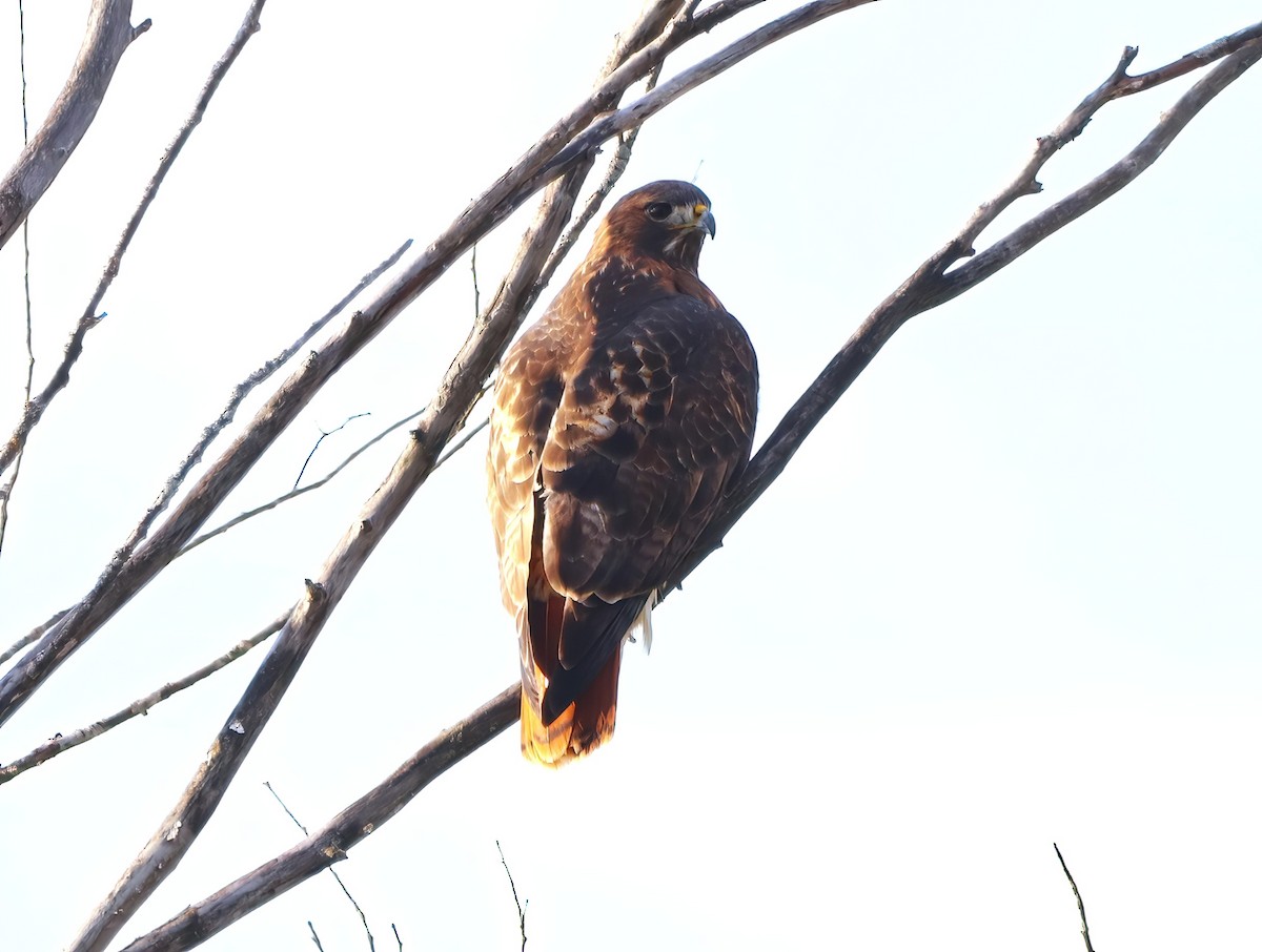 Red-tailed Hawk - ML508810881