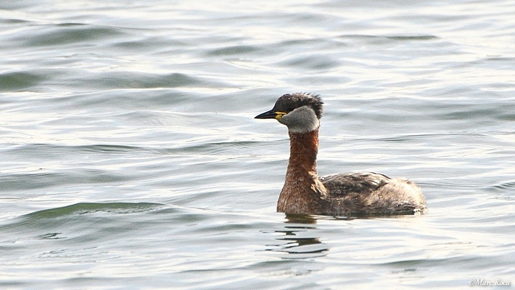 Red-necked Grebe - ML50881631