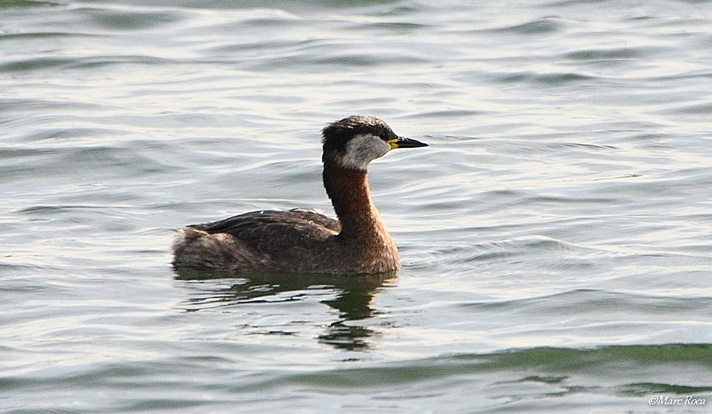 Red-necked Grebe - ML50881641