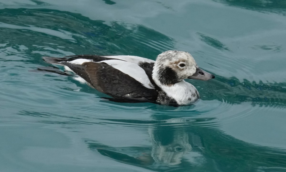Long-tailed Duck - ML508819211