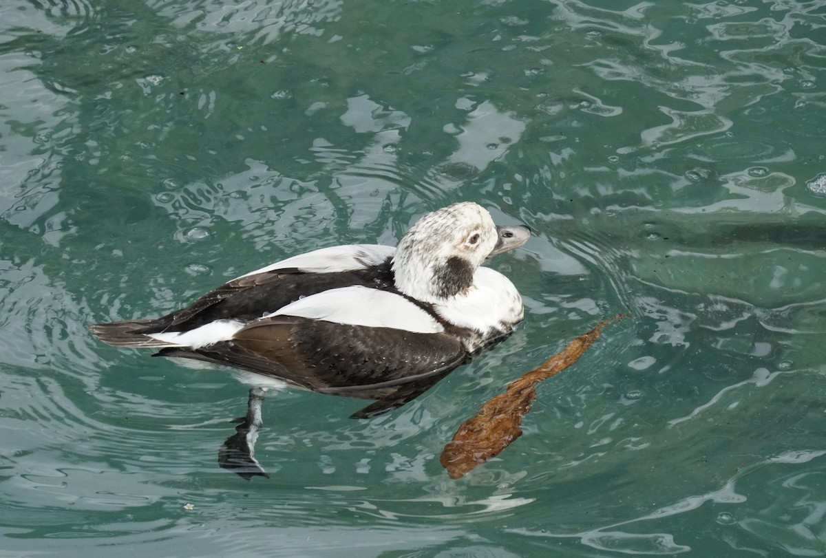 Long-tailed Duck - ML508819221
