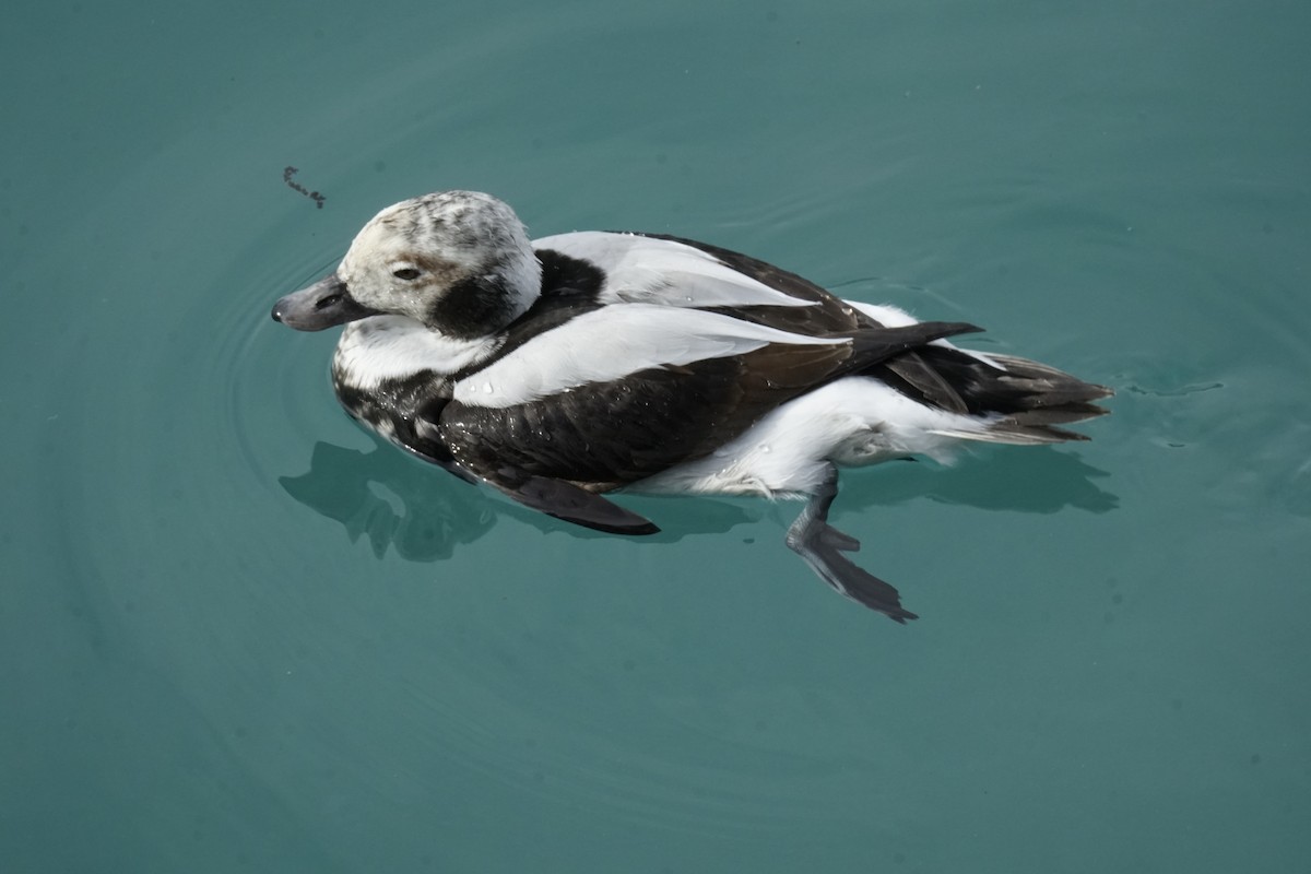 Long-tailed Duck - ML508819241