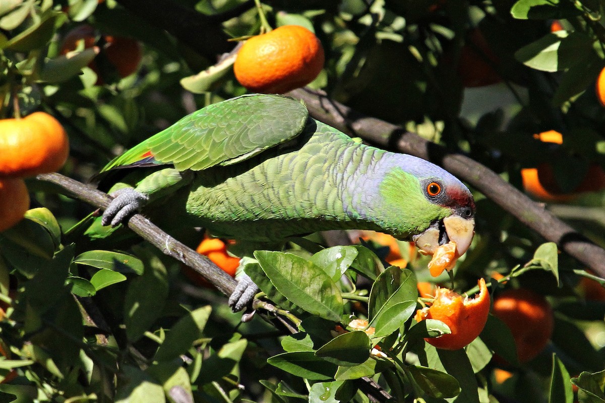 Lilac-crowned Parrot - ML50882631