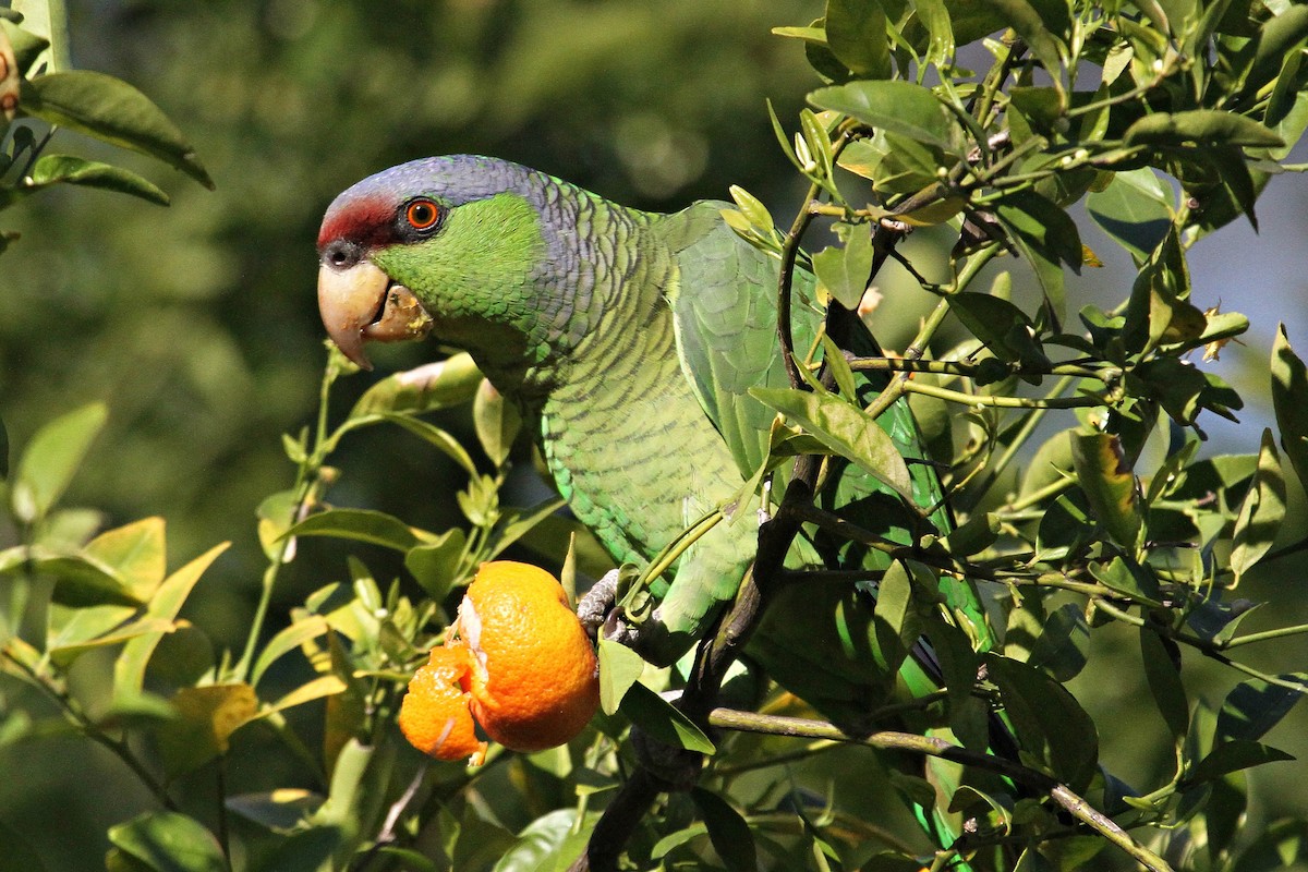 Lilac-crowned Parrot - ML50882641