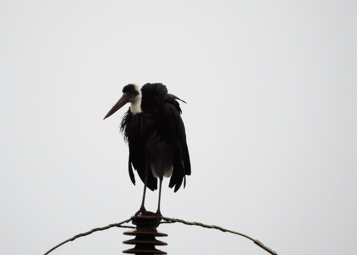 African Woolly-necked Stork - ML508827161