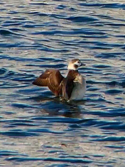 Long-tailed Duck - ML508830831