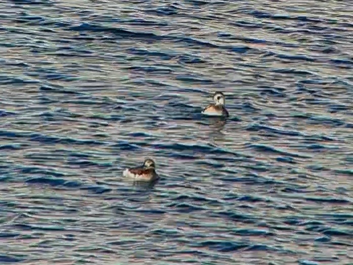 Long-tailed Duck - ML508830841