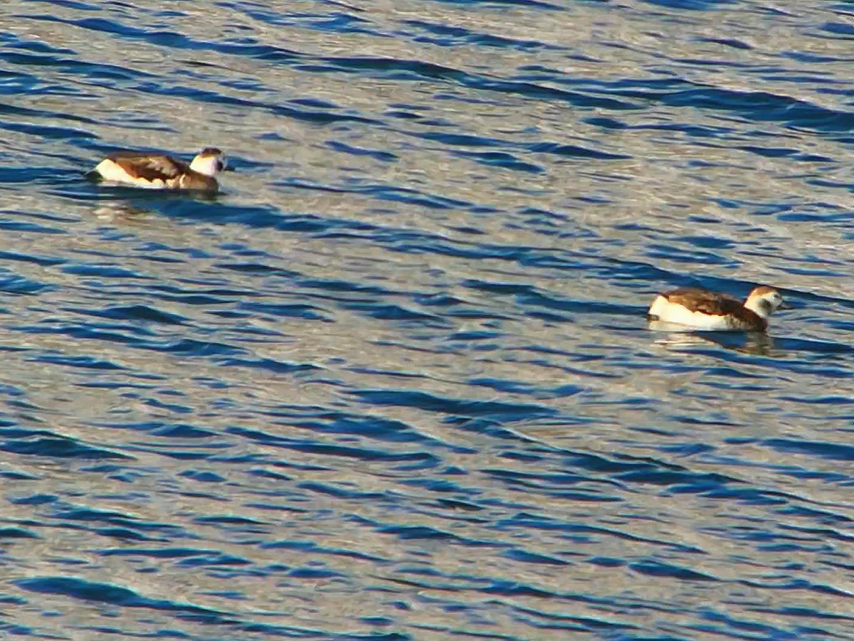 Long-tailed Duck - ML508830861