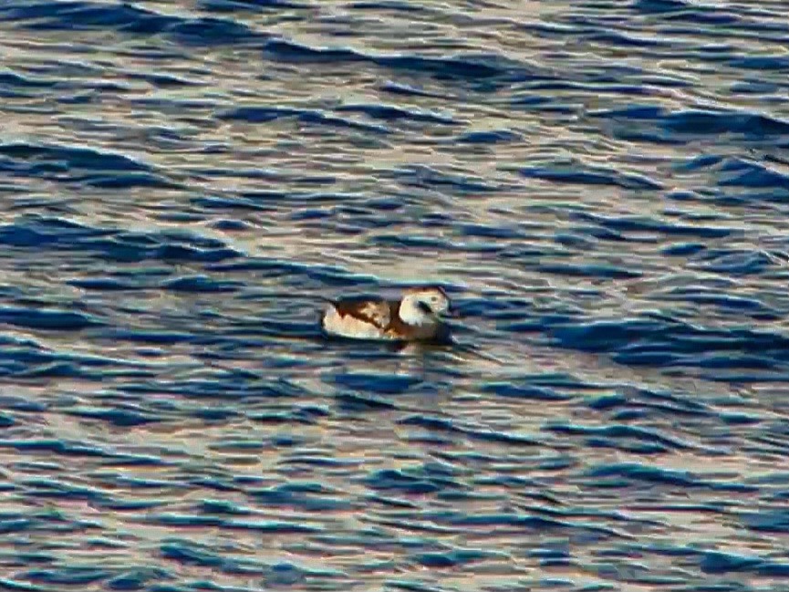 Long-tailed Duck - ML508830871