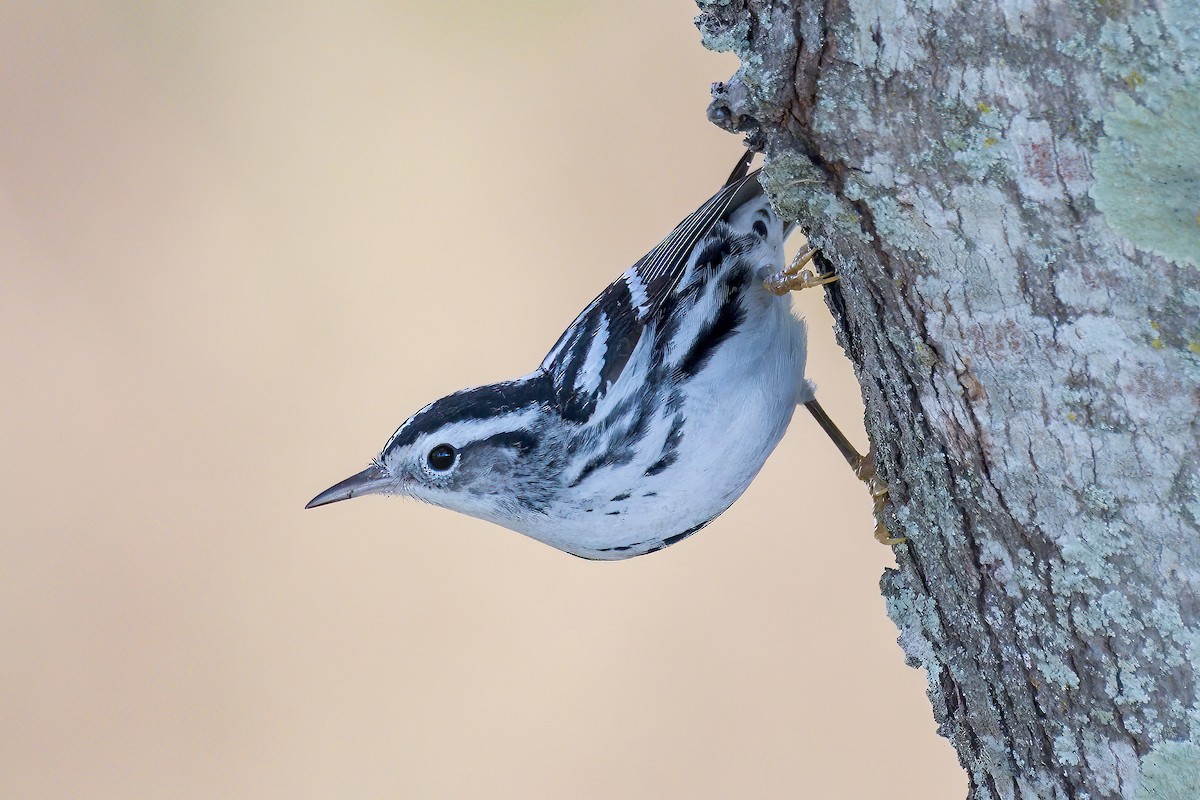 Black-and-white Warbler - ML508838541