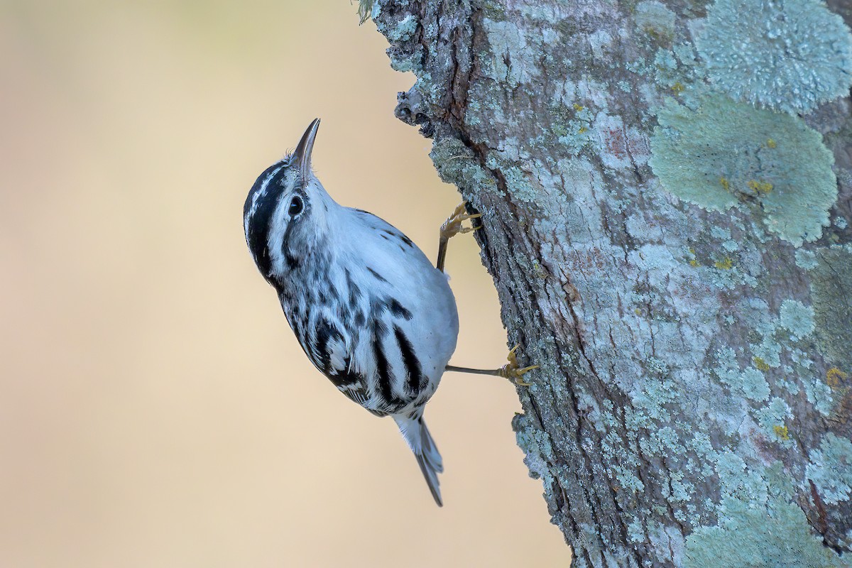 Black-and-white Warbler - ML508838551