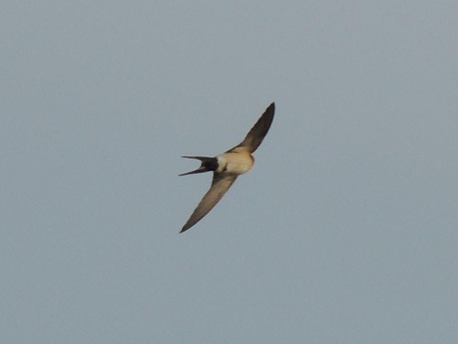 Red-rumped Swallow - ML508846521