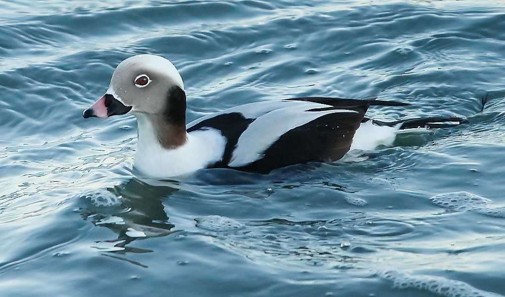 Long-tailed Duck - ML508848341