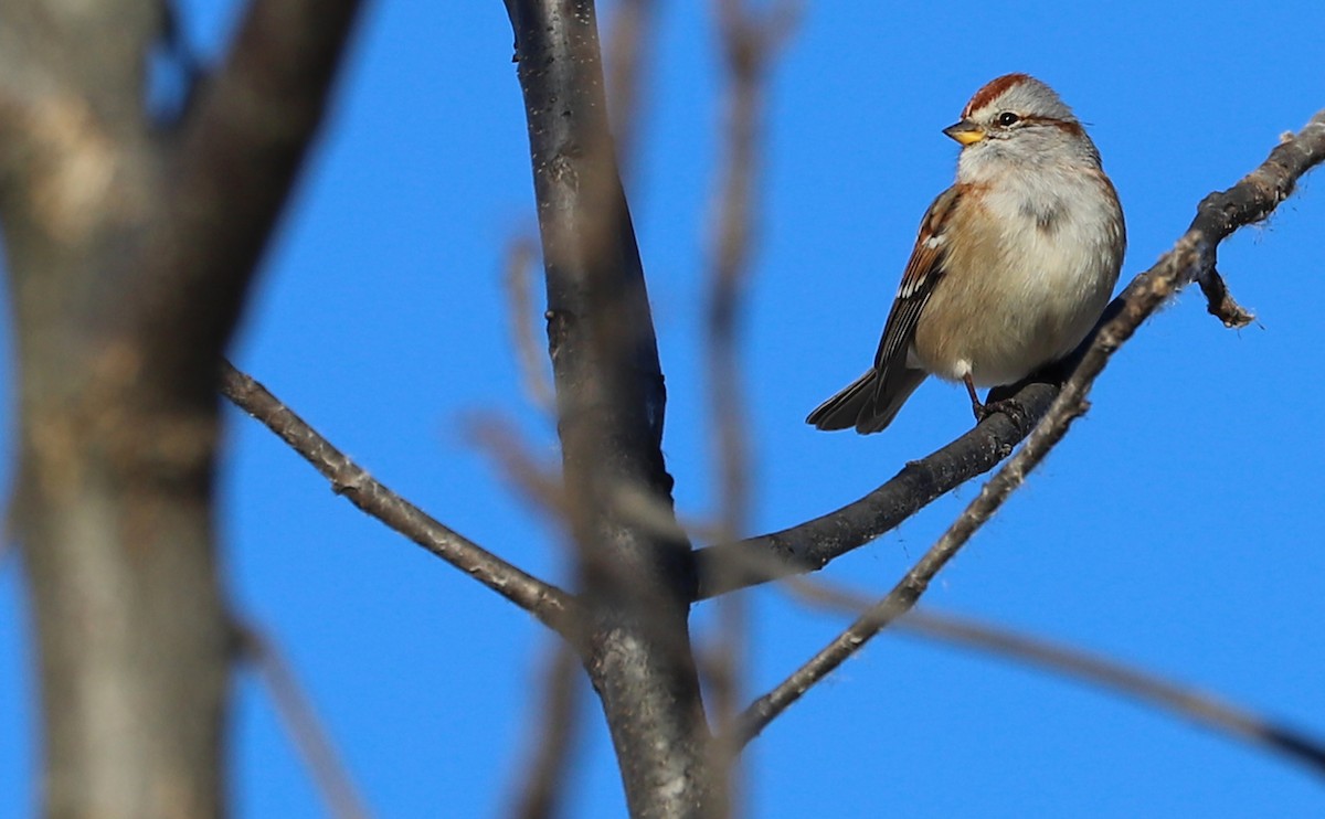 American Tree Sparrow - ML508850801